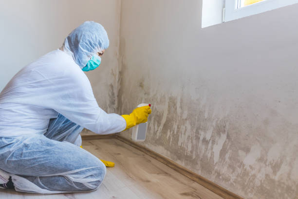 Licensed Attic Mold Removal service in Charlevoix, MI - WQB Mold Removal