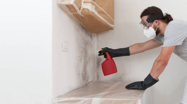 Professional Attic Mold Removal technician working in Charlevoix, MI