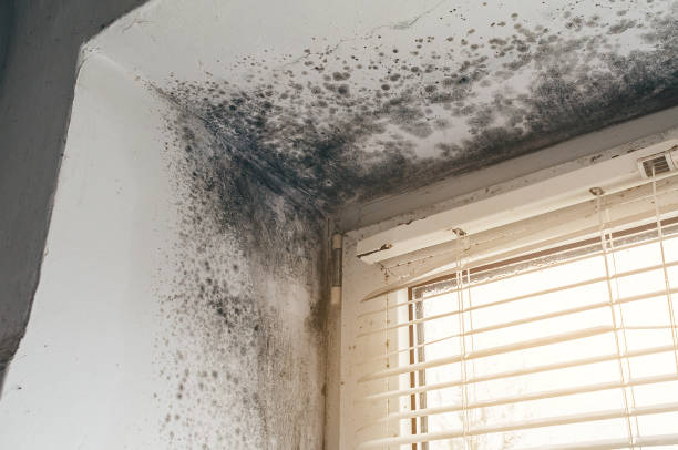 Affordable Attic Mold Removal solutions in Charlevoix, MI