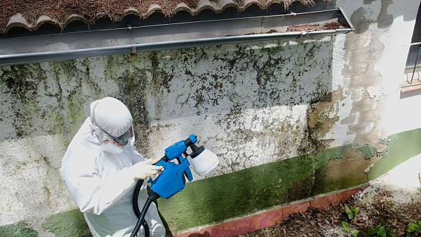 Top rated local Attic Mold Removal specialists in Charlevoix, MI